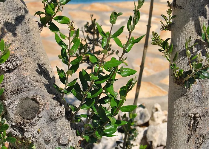 House With Swimming Pool Blue Diamond